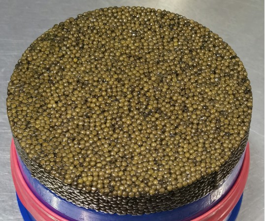 Kaluga Sturgeon Caviar